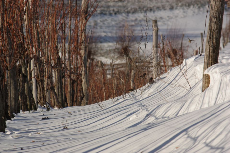 Sneg na Krasu dec. 2012 - foto povečava