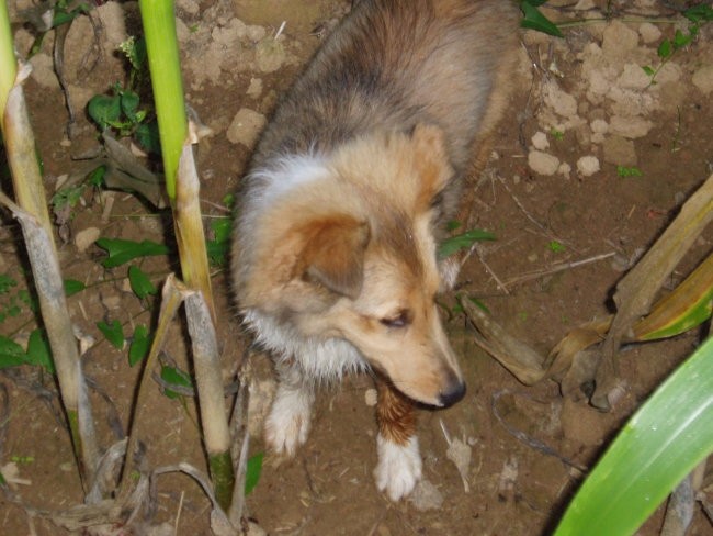 Sheltika Ira - foto povečava