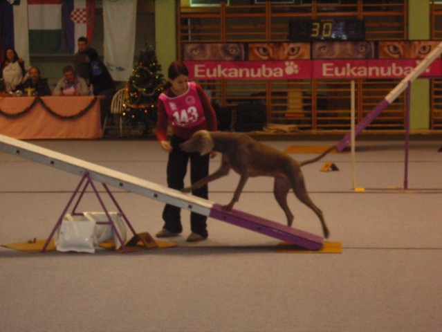 Agility tekma v Postojni - foto