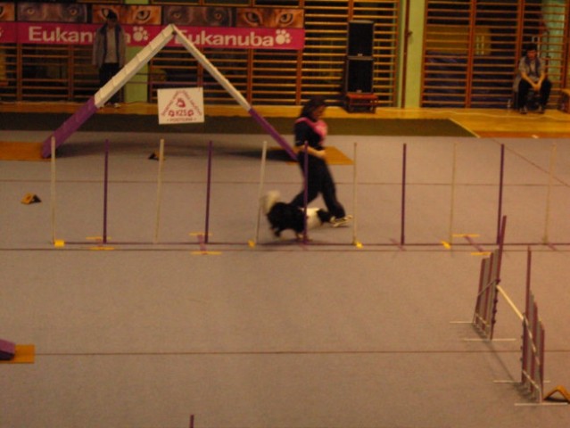 Agility tekma v Postojni - foto