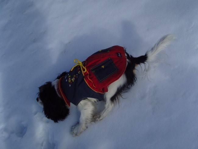 Iris v Snoopy plaščku - foto povečava