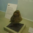 Natural History Museum