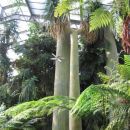 Kew Gardens - Evolution House