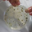 Glivne in bakterijske kulture iz zraka