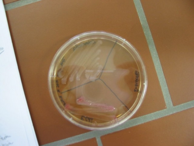 B. subtilis, E. coli, Salmonella