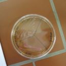 B. subtilis, E. coli, Salmonella