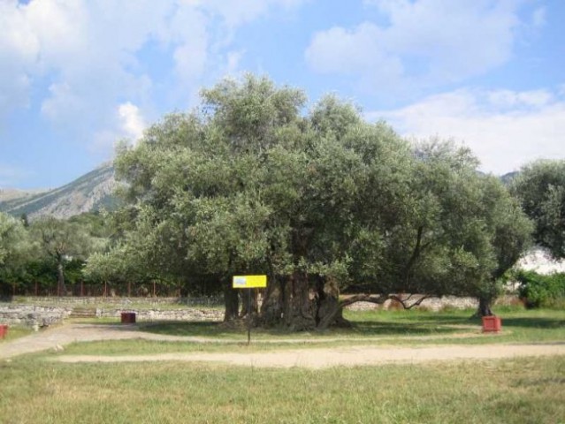 Stari Bar; ena izmed najstarejših oljk na svetu