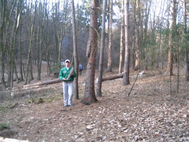 Zlato in the šuma