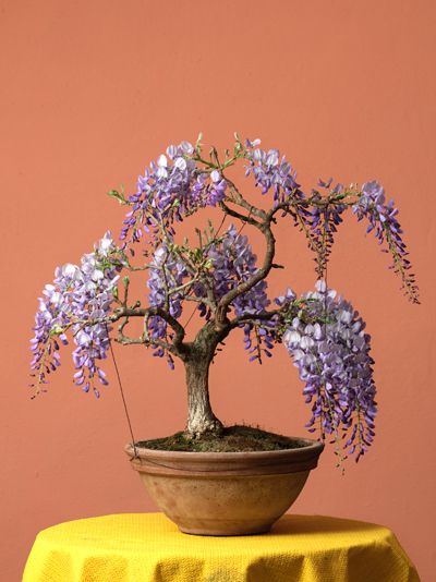 Bonsaji - foto