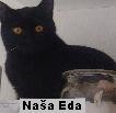 Naša EDA - foto povečava
