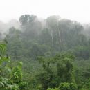 mistično vzdušje deževnega gozda od daleč :D