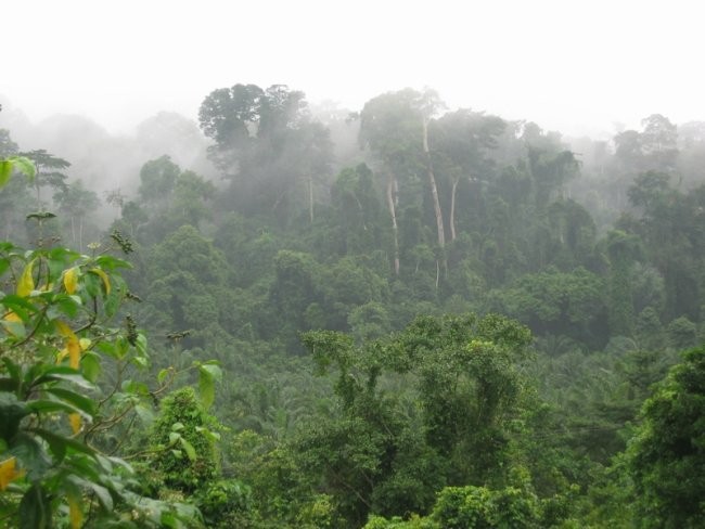 mistično vzdušje deževnega gozda od daleč :D
