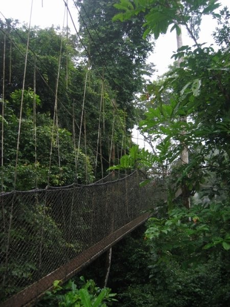 Canopy walkway, kakum rainforest... sej sploh ni daleč do tal :D
