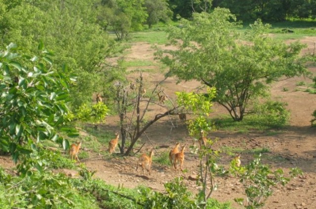 čreda antilop, ki smo jo splašili na našem foot safariju...