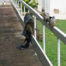 opica, ki krade kavbojke pred sosednjo hotelsko sobo (ne, nismo samo stali ob strani in ča