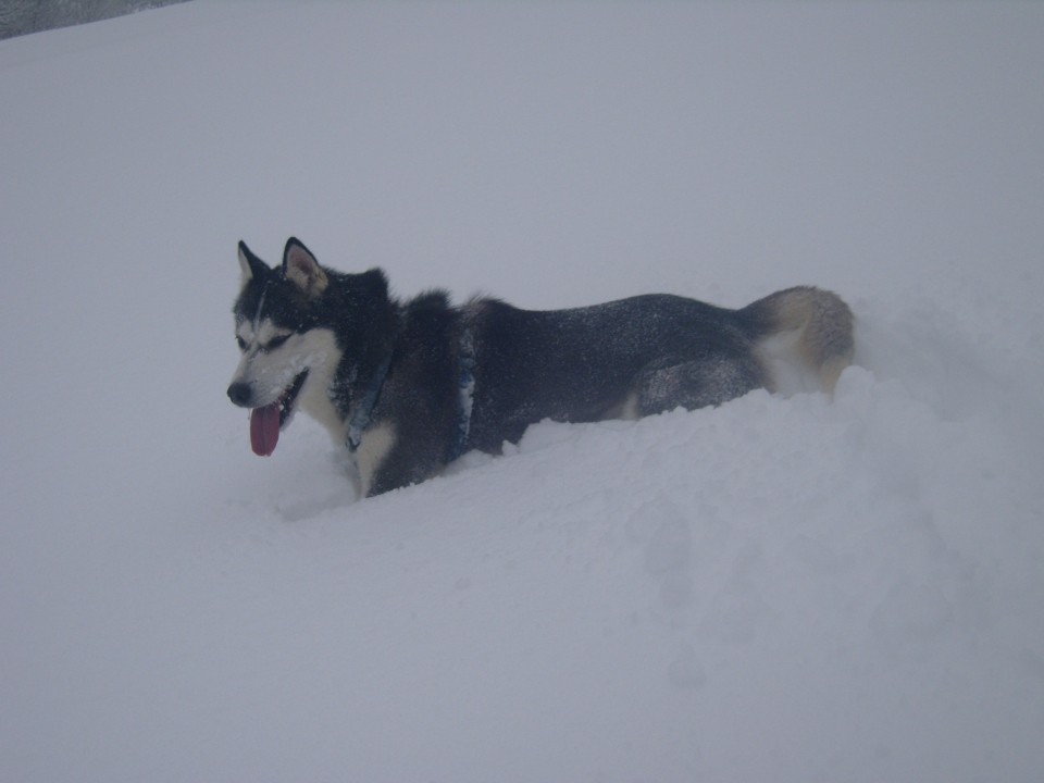 Zima ~ 2oo9 - foto povečava