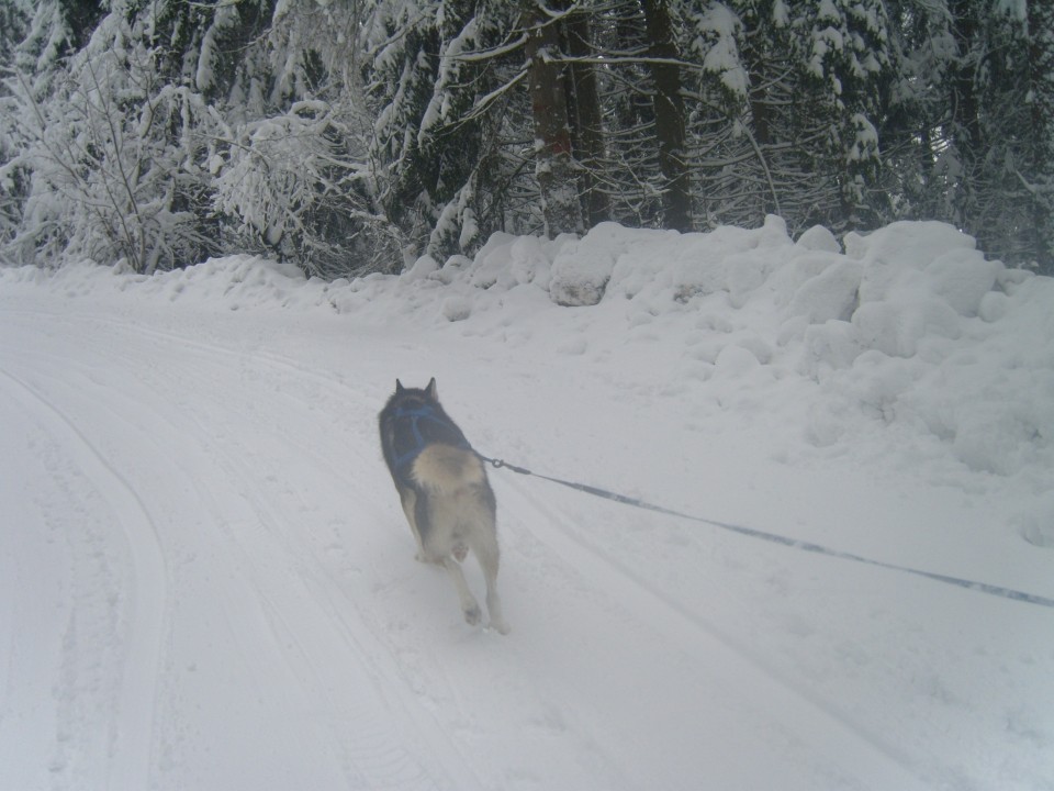 Zima ~ 2oo9 - foto povečava