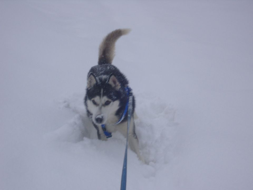 Februar ~ 2o1o - foto povečava