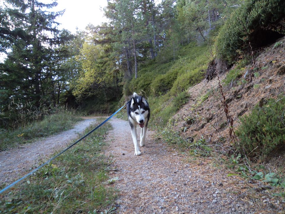 Jesen ~ 2o11 - foto povečava