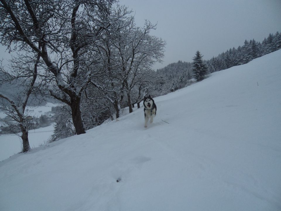 18.12.2o11 - foto povečava