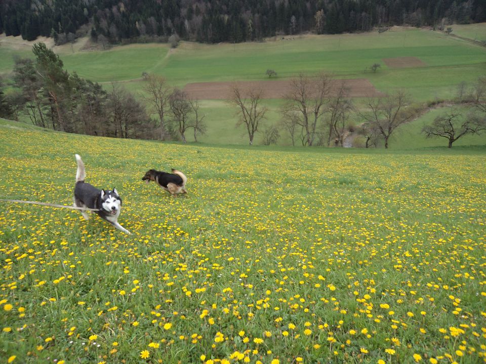 Pomlad ~ 2o12 - foto povečava