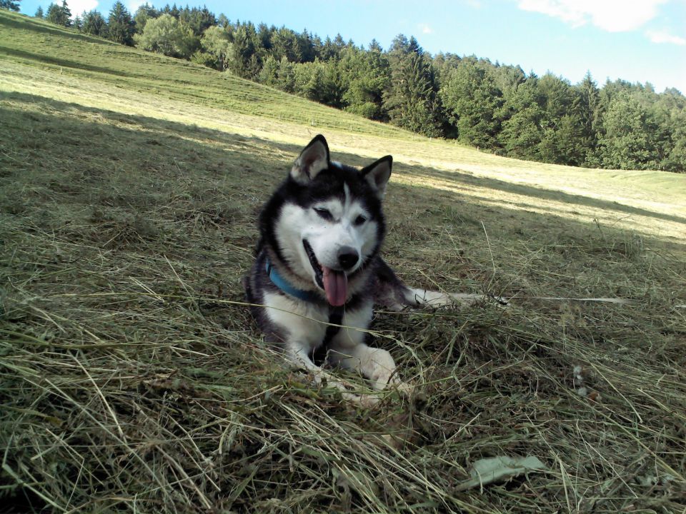 Pomlad ~ 2o12 - foto povečava