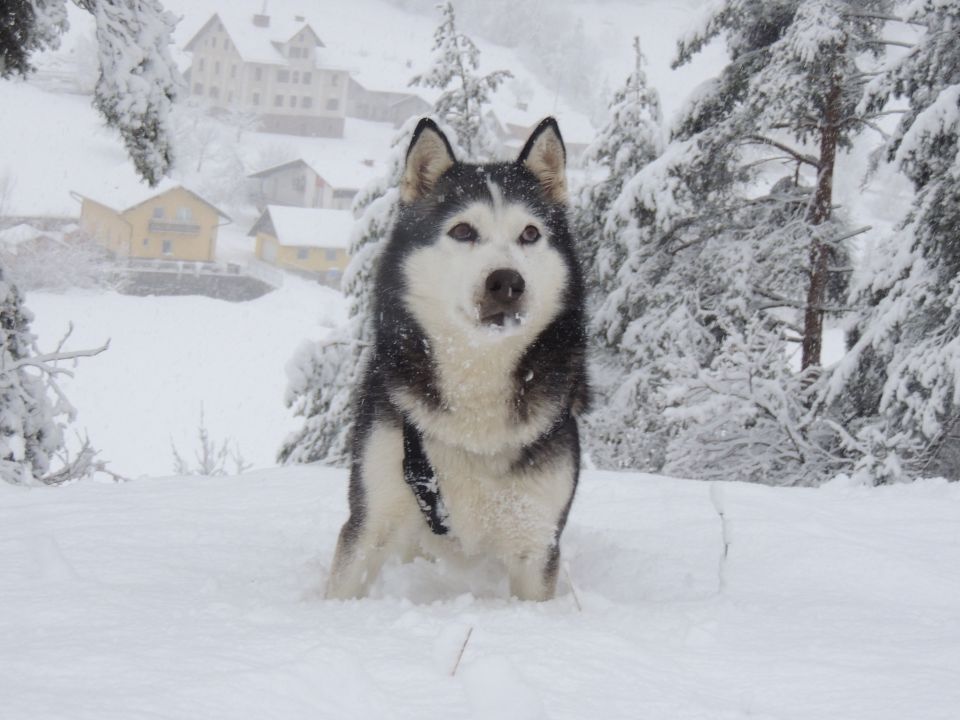 Zima 2o15 - foto povečava