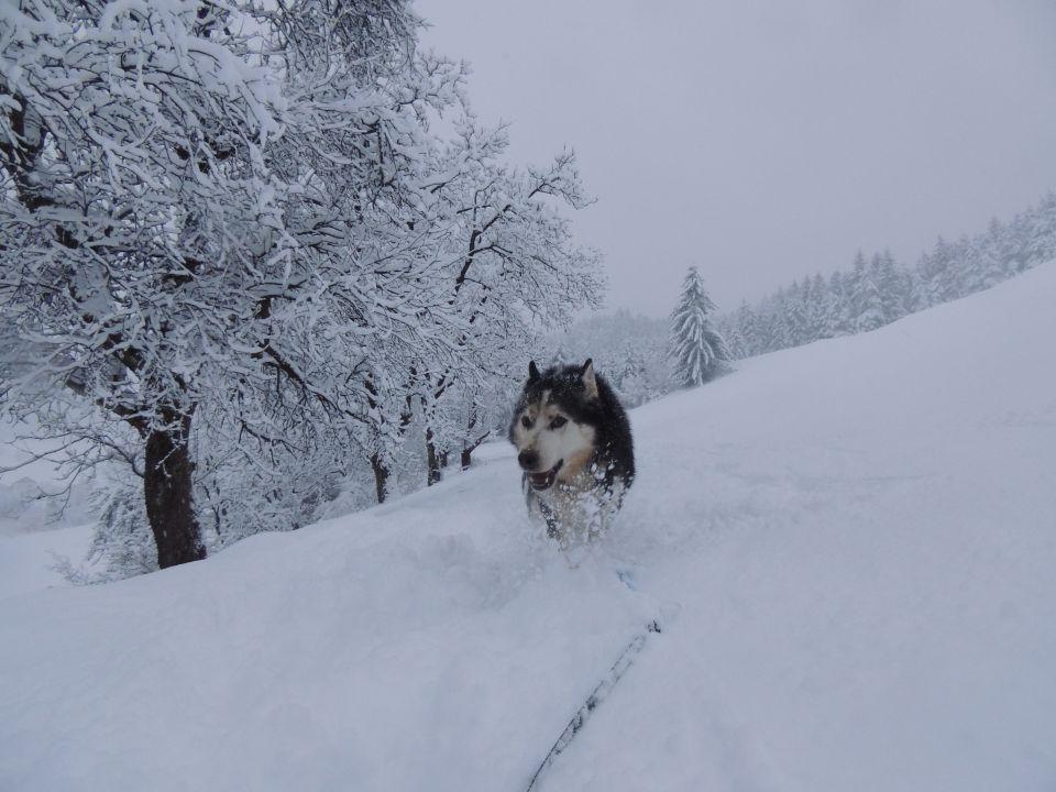 Zima 2o15 - foto povečava