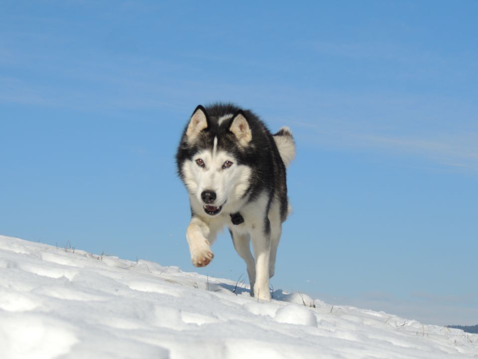 Zima 2o15 - foto povečava