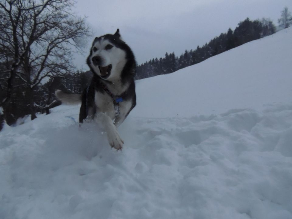 Zima 2o15 - foto povečava