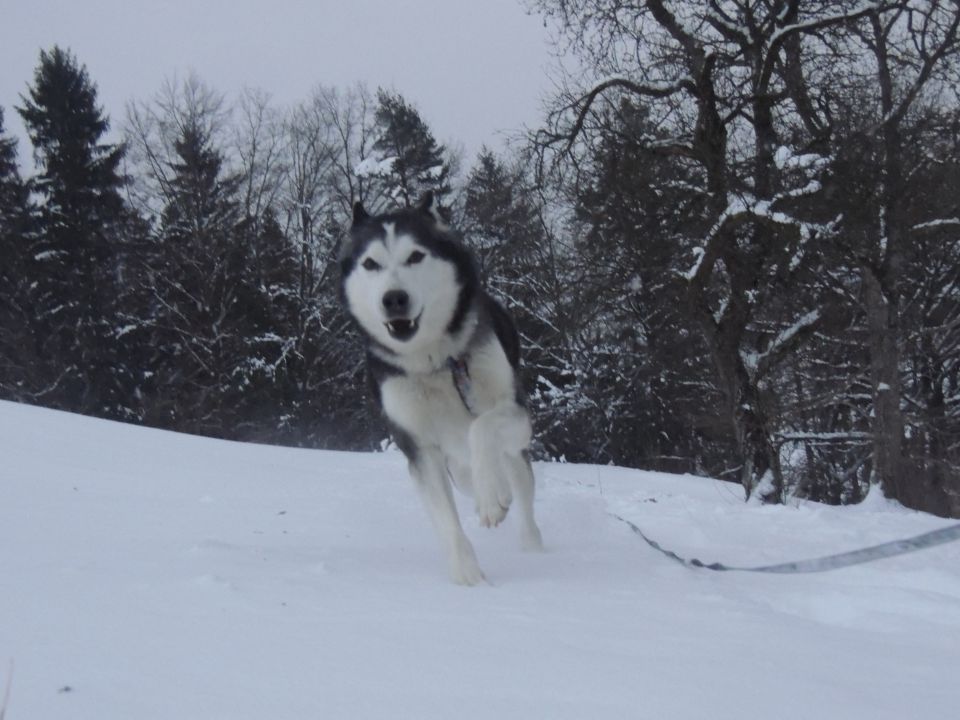 Zima 2o15 - foto povečava