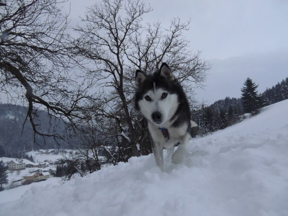 Zima 2o15 - foto povečava