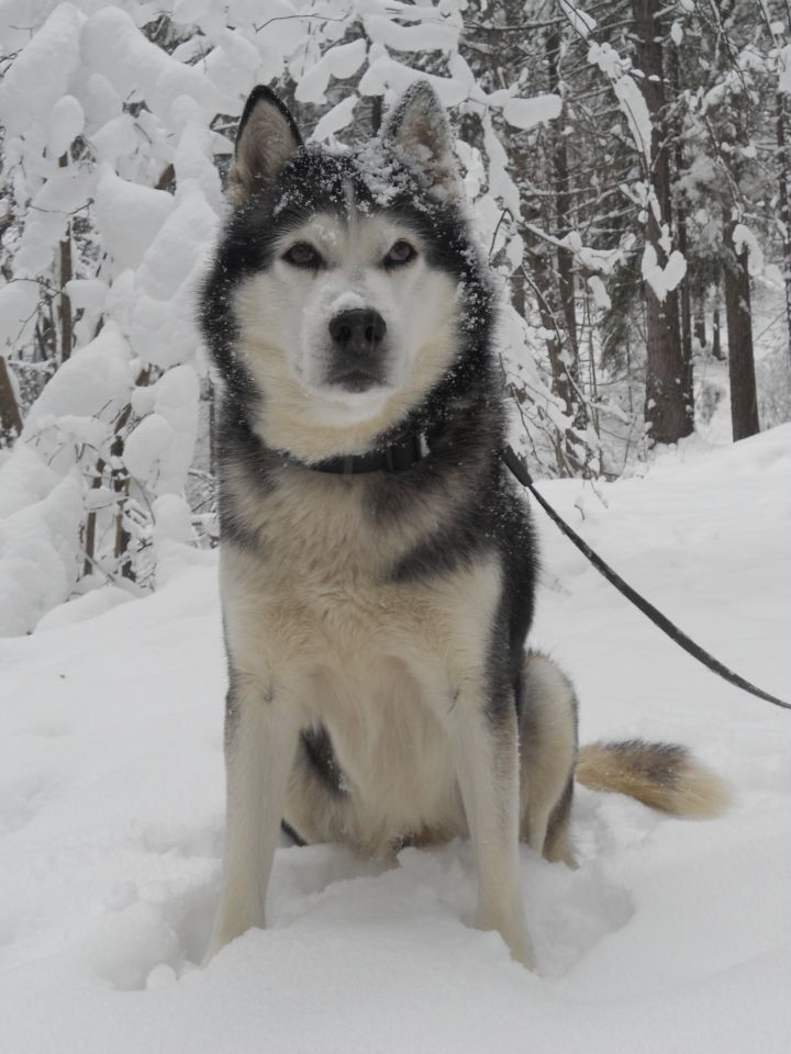 Zima 2o15 - foto povečava