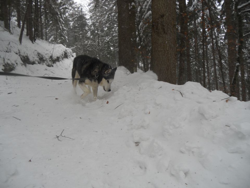 Zima 2o15 - foto povečava