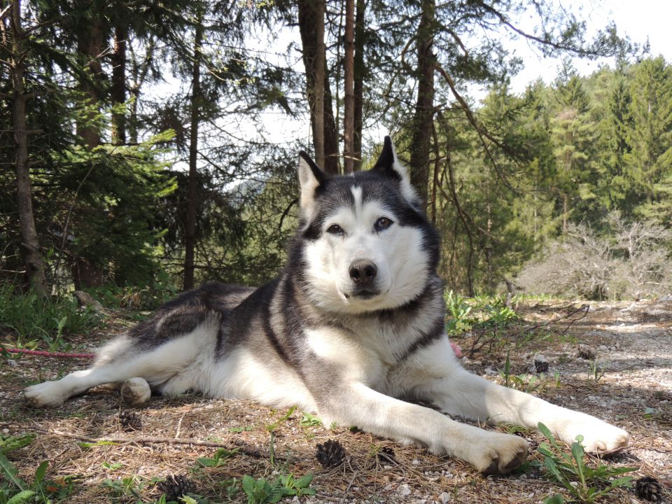 Pomlad 2015 - foto povečava