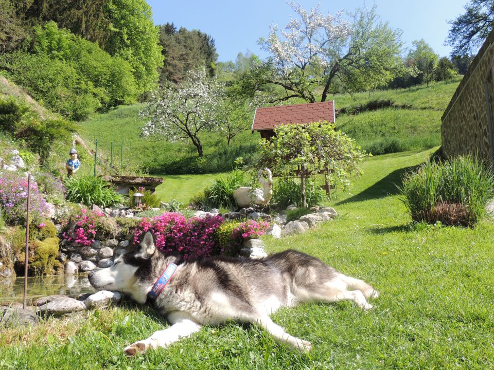 Pomlad 2015 - foto povečava