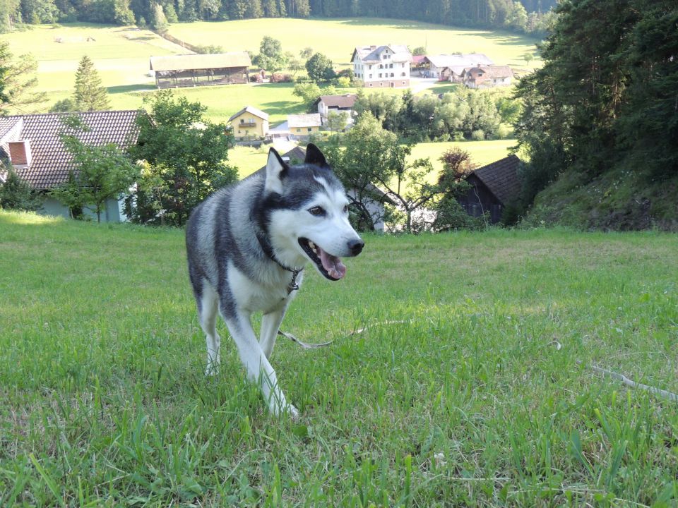 Pomlad 2015 - foto povečava