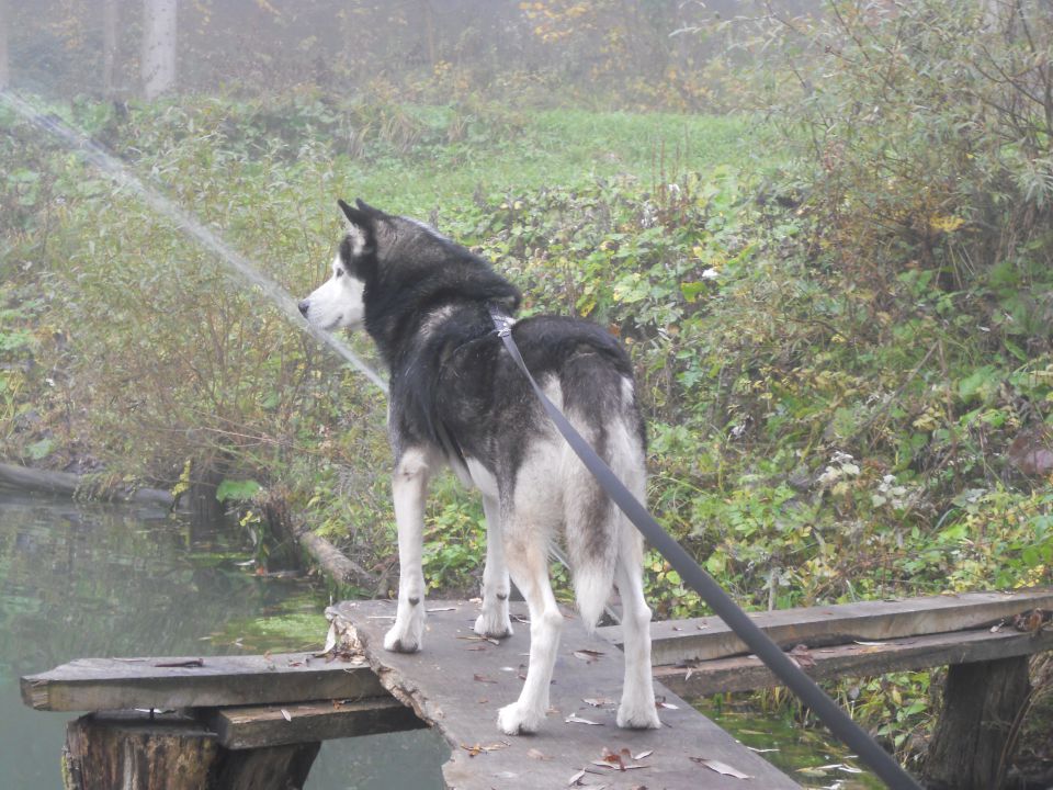 Jesen 2o15 - foto povečava