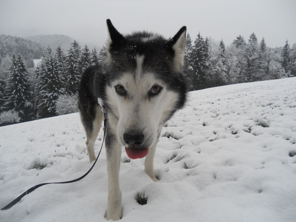 22.11. 2o15 - foto povečava