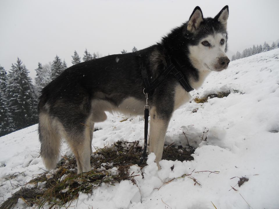 22.11. 2o15 - foto povečava