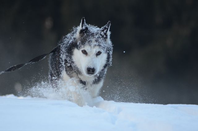 Zima 2o16 - foto