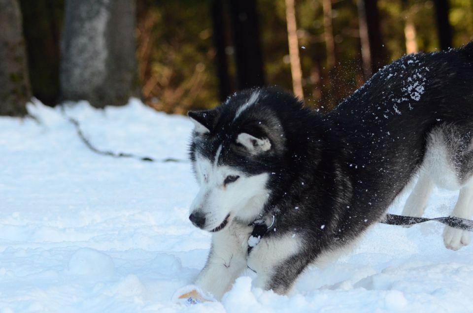 Zima 2o16 - foto povečava