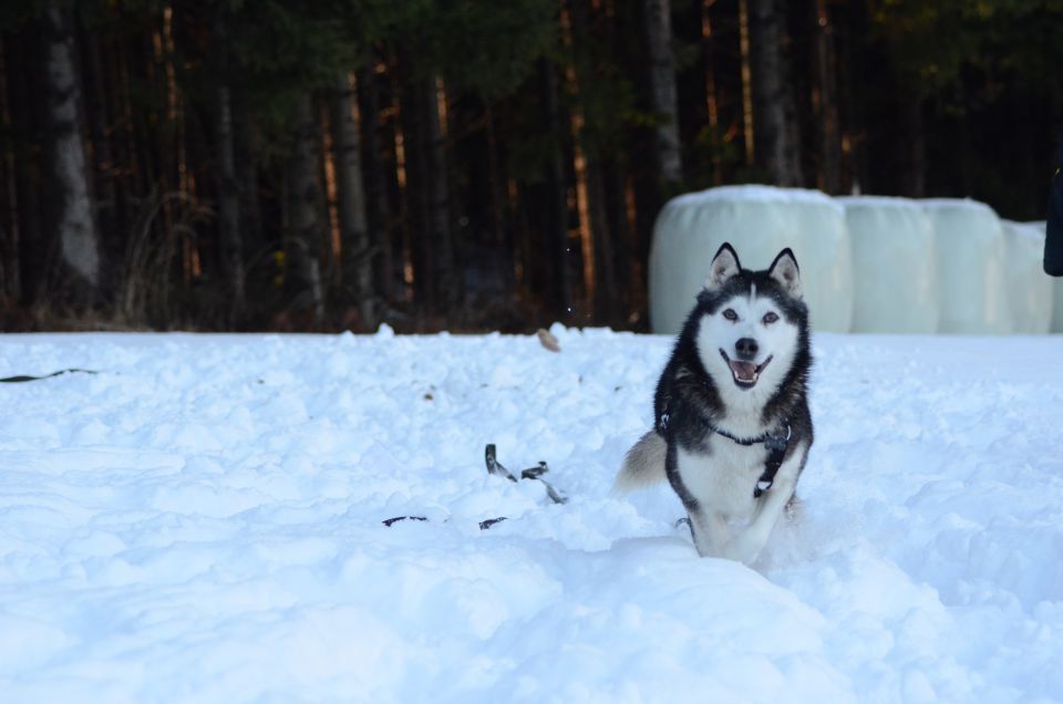 Zima 2o16 - foto povečava