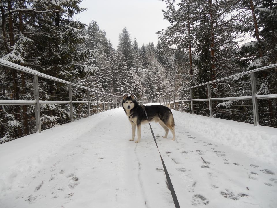 Zima 2o16 - foto povečava