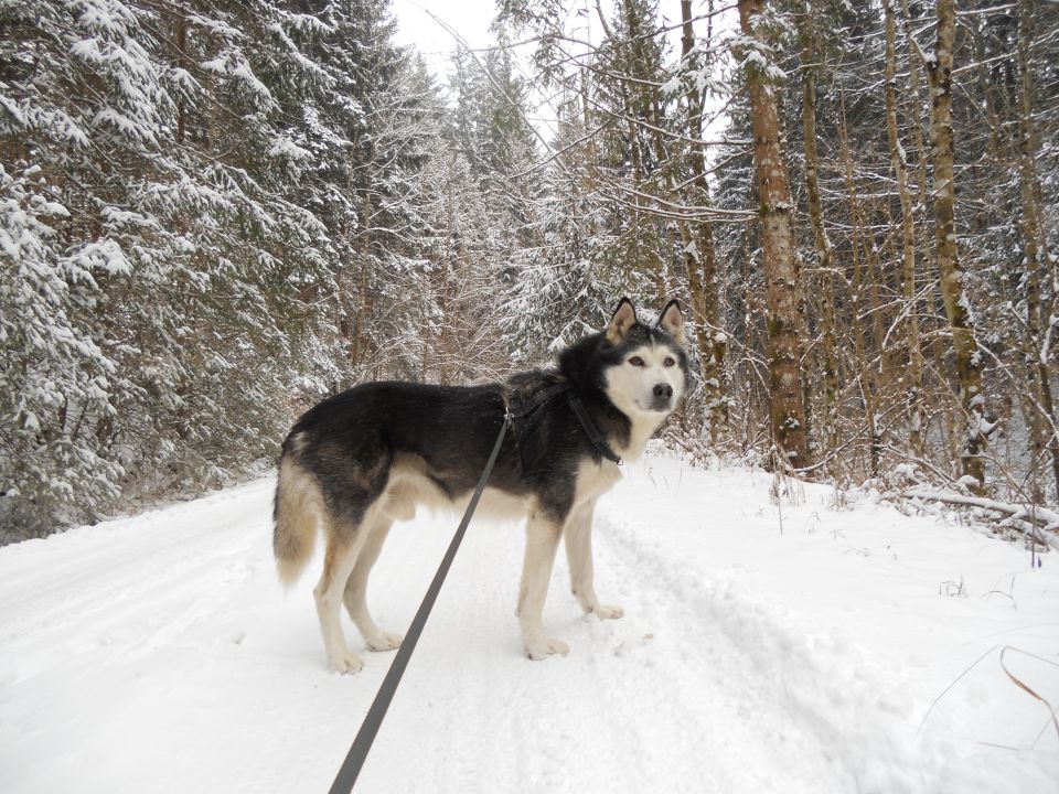 Zima 2o16 - foto povečava