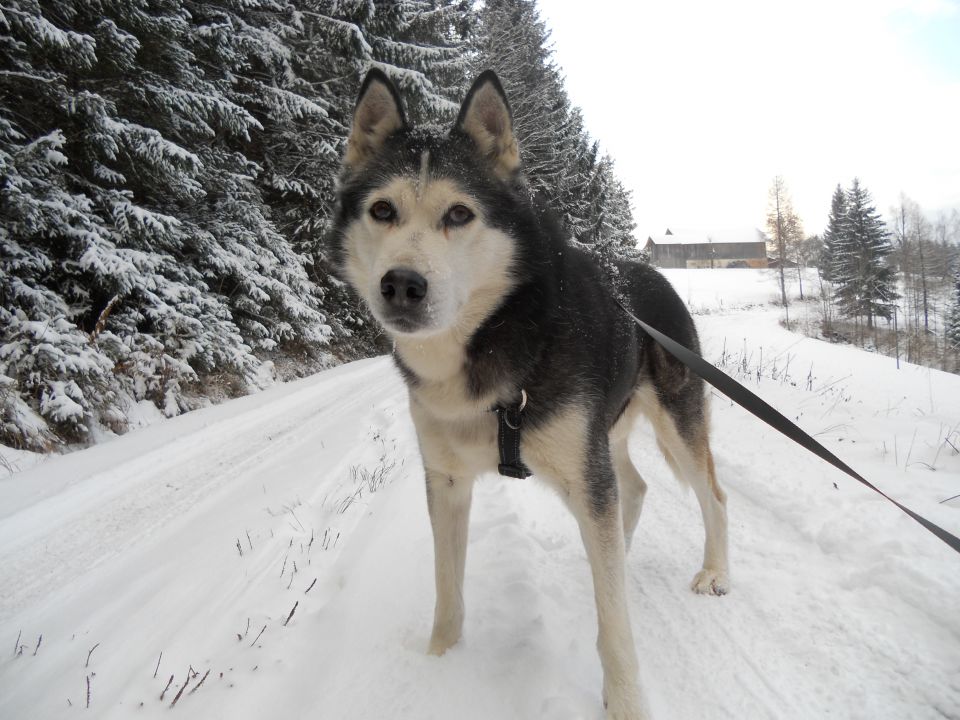 Zima 2o16 - foto povečava