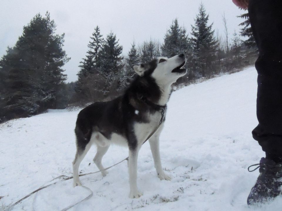 Januar 2o16 - foto povečava