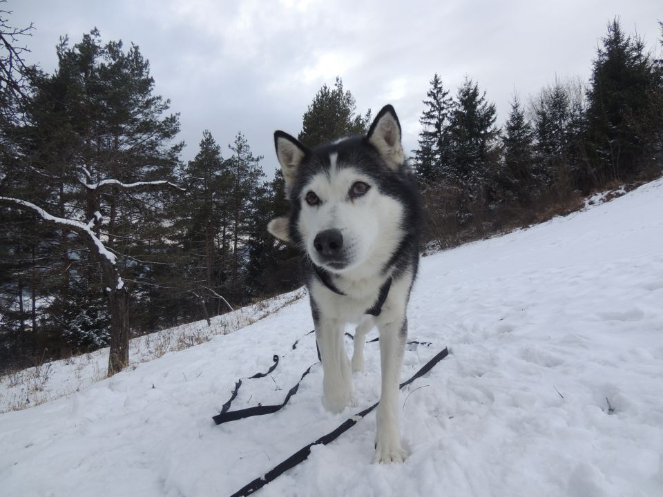 Januar 2o16 - foto povečava