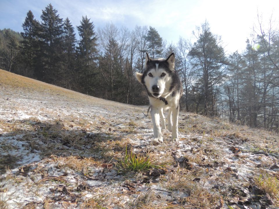 Januar 2o16 - foto povečava