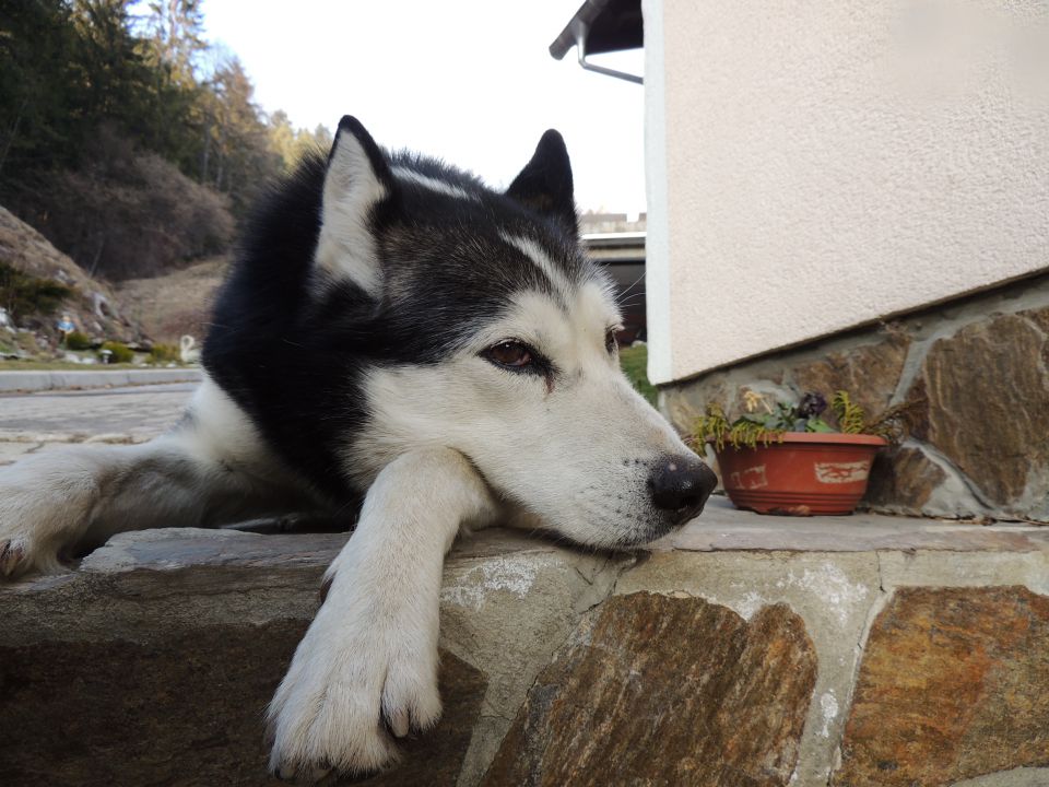 Januar 2o16 - foto povečava